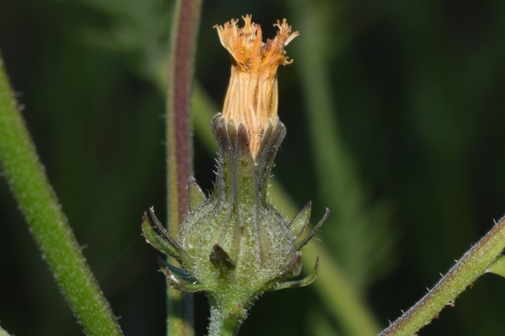 Picris hieracioides e Jacobaea erucifolia